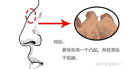 鼻翼面相|十五种鼻型，你属于哪一种？